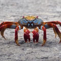 Coding Crab