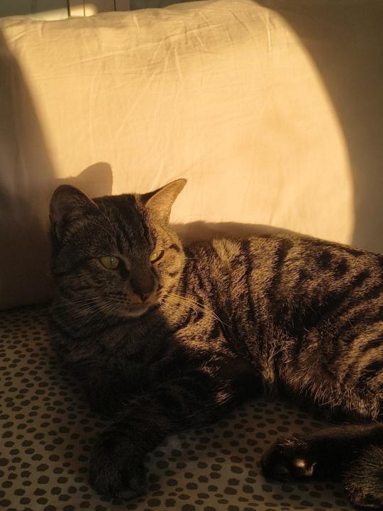 Manal Belhadj Atlassi