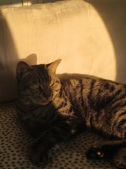 Manal Belhadj Atlassi