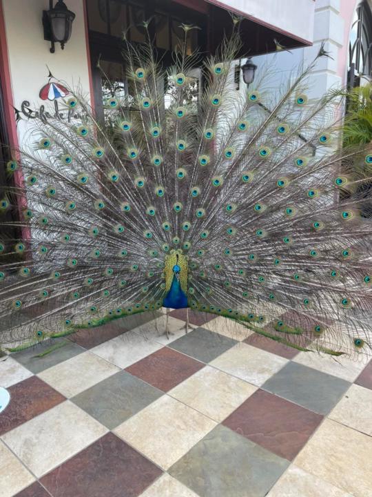 Sheakina Daniel-Ramdahin