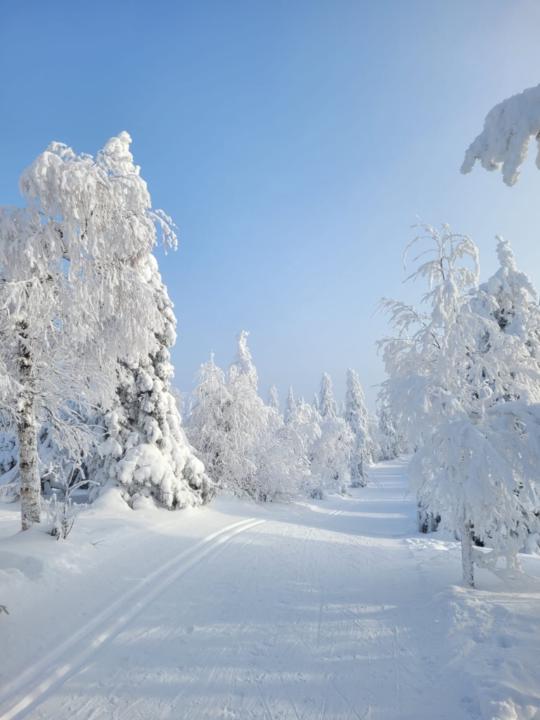 Vellamo Hahtola