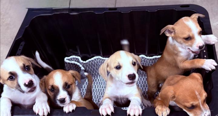 The Northern Pup Project