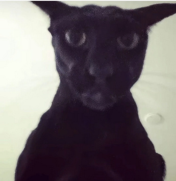Draco B.