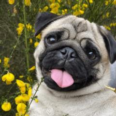 Maxence Rediger-Lizlov