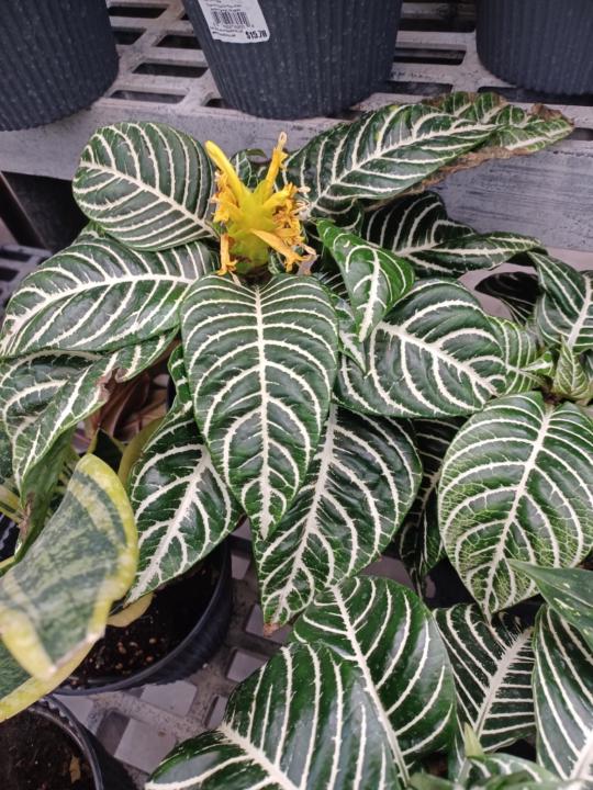 Veronica Yukl-Johnson