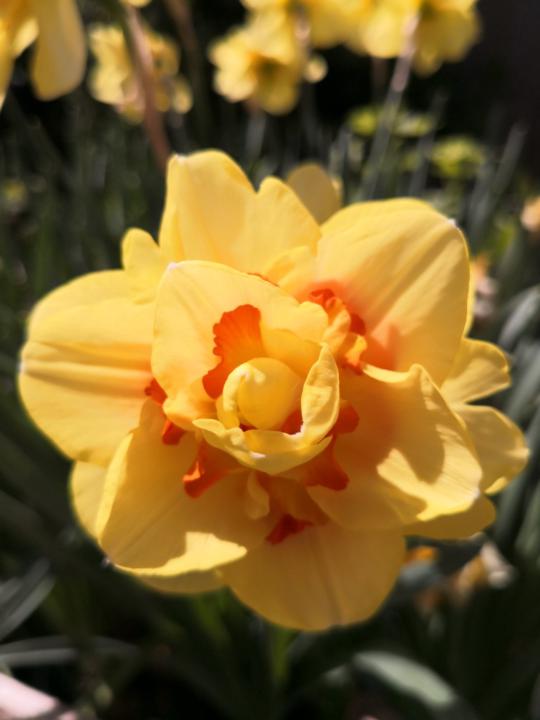 Michaela Steinstraß