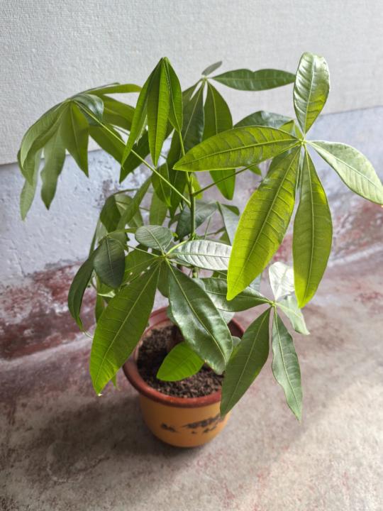 秀芳 于