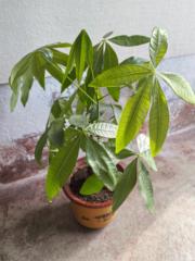 秀芳 于