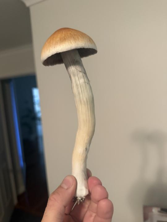 First Z strain grow 