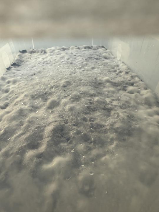 Mycelium growth 