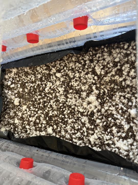 Monotub progress 
