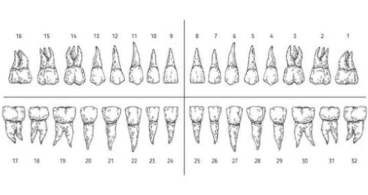 Dental Assisting Crash Course