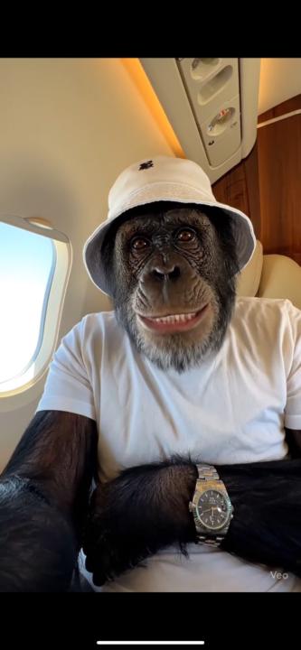 Monkey Tahiti