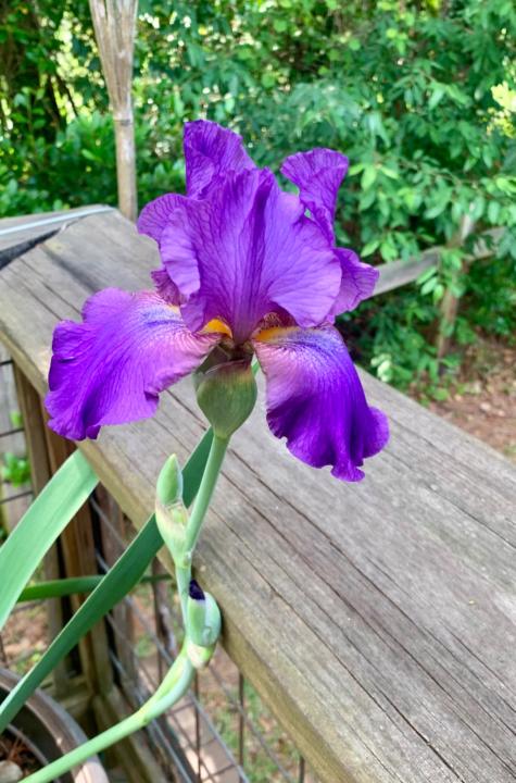 Iris Foshee