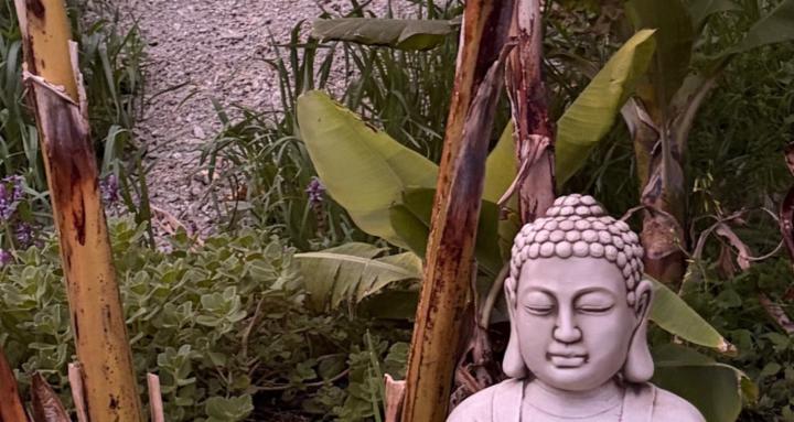 Spiritual ninjas