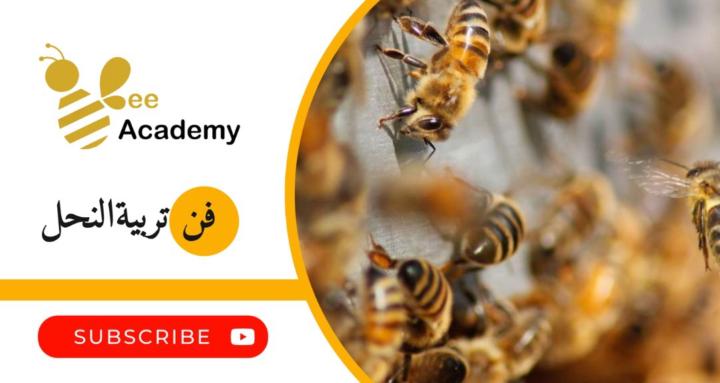 Bee Academy