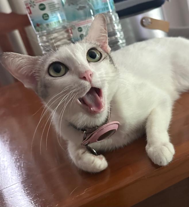 Moji Miji