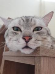 濡鎂 楊