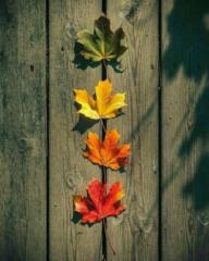 ماجدة ميرغني