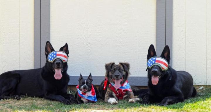 K9 Training Connection