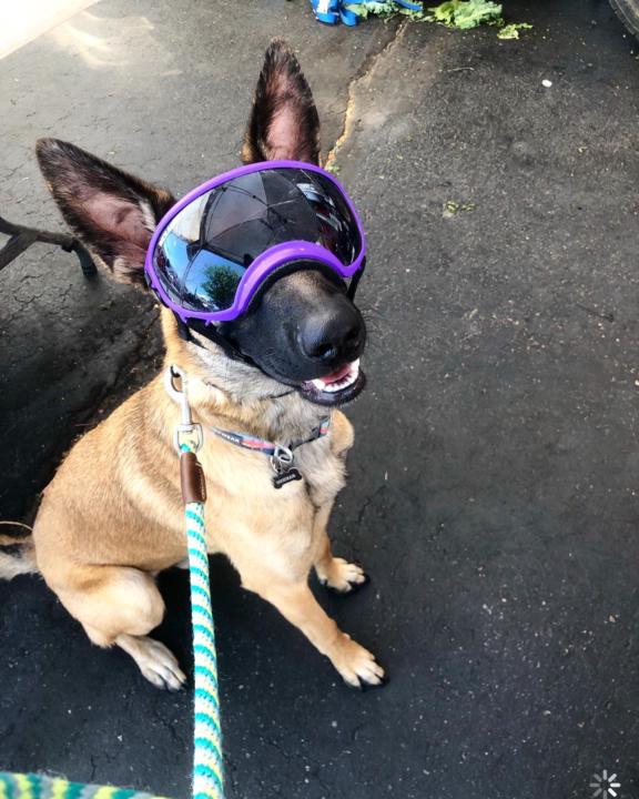 🐾 Weekly Puppy Challenge: New Experience Edition 🐾