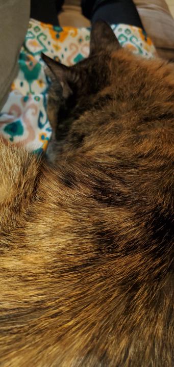 Pets are rest allies :)