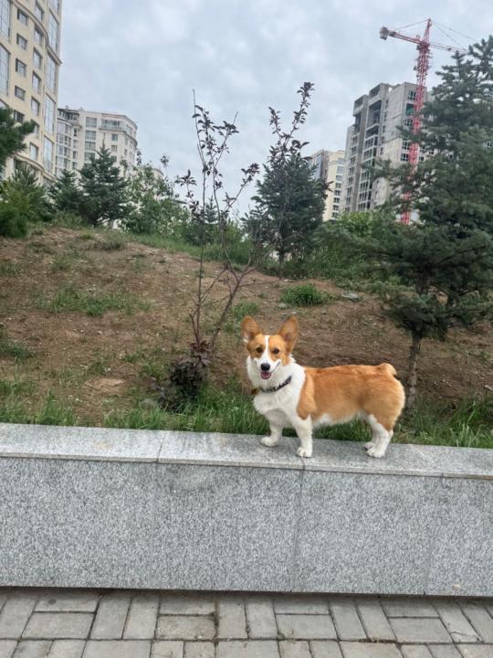 Michidmaa Zambalsuren