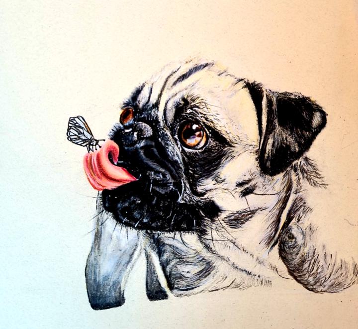 Reflections on Creating a Pug Portrait in Colored Pencil