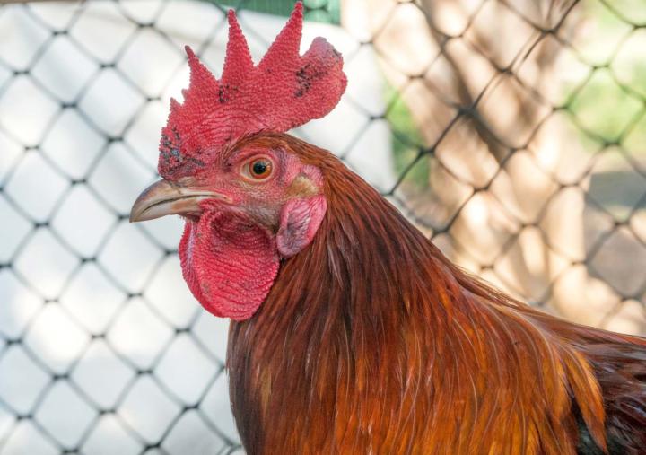 Stay away from chicken 