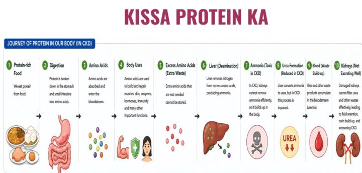 Protein and CKD 