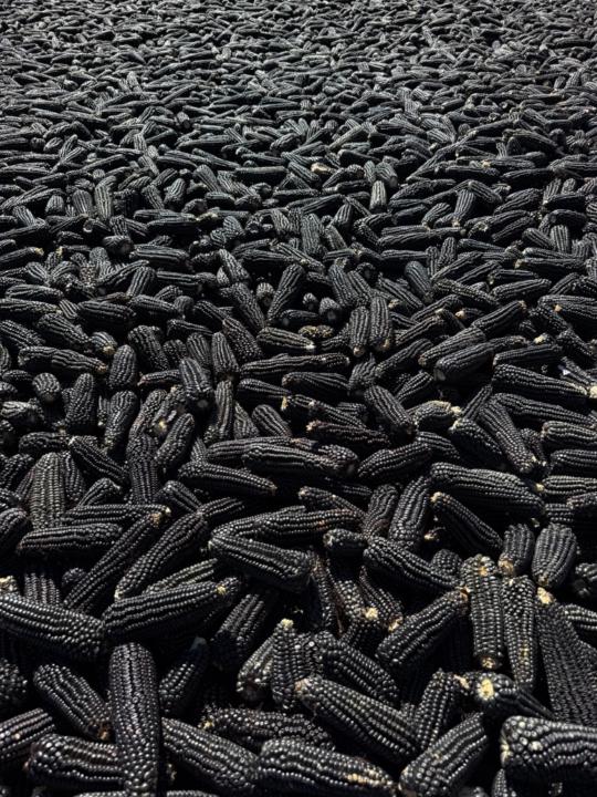 Ricardo Espinosa Cortes