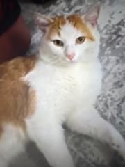 Melson Peposhi