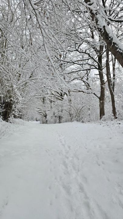 Rosario Zamora Tavío