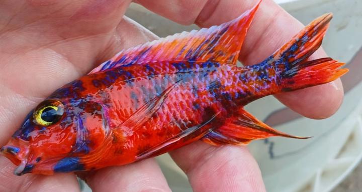African-Cichlids-And-More