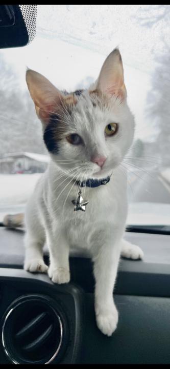 If your pet was a Tarot card, which one would they be!