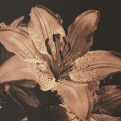 Hariela Andriamahefarivo