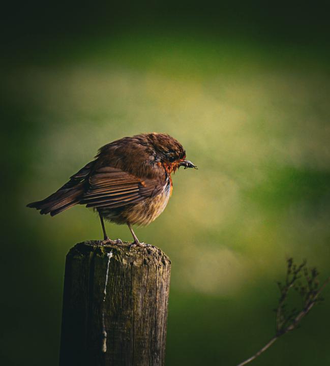 Robin at Hardwick Park 