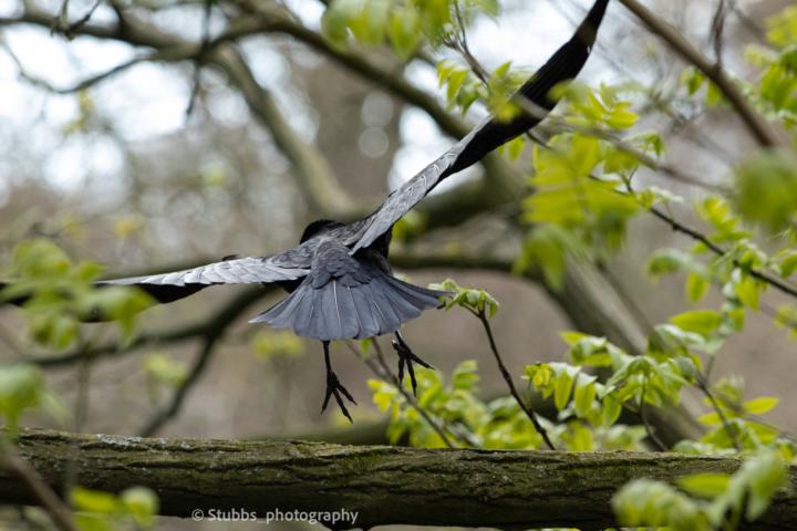 Common Raven 