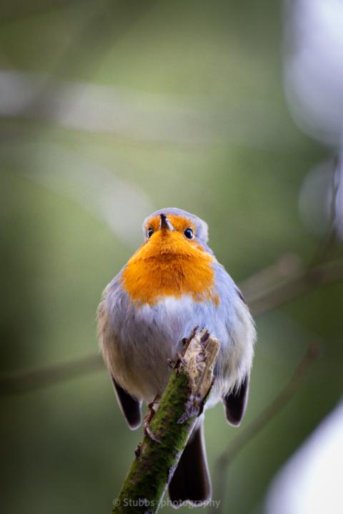 Robin 