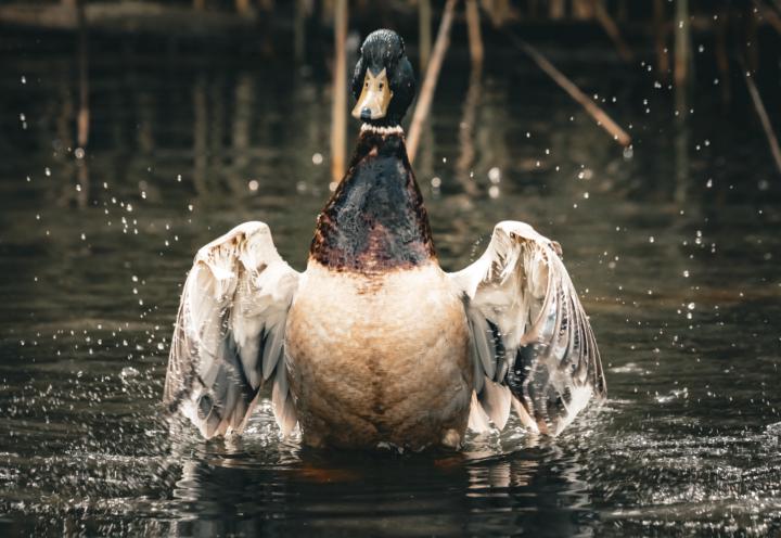 Mallard Duck
