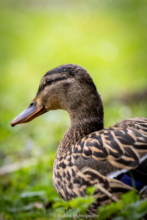 Female Mallard Duck