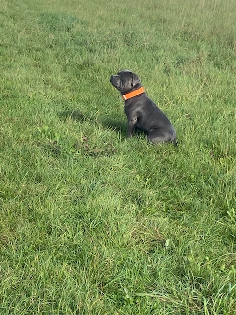 Maksymilian Kuczynski