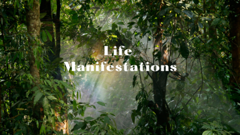 Life Manifestations gallery image
