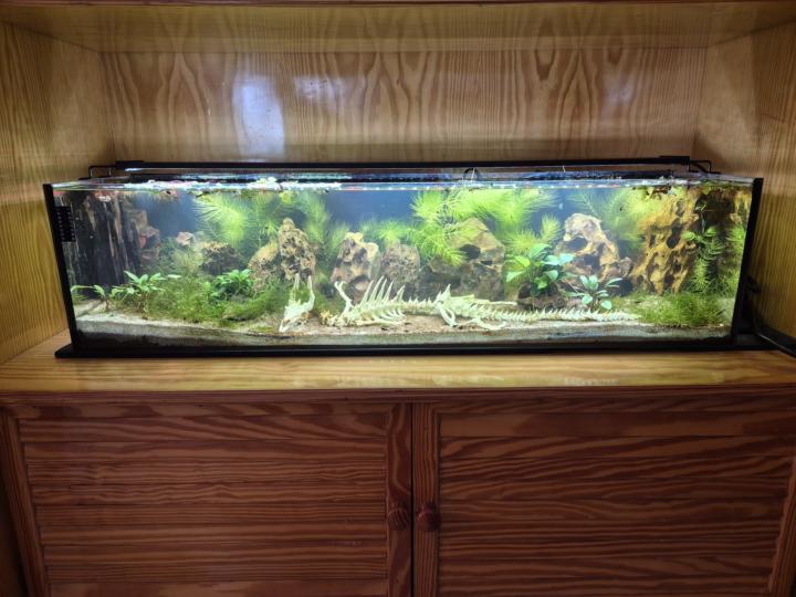 Shrimp tank 
