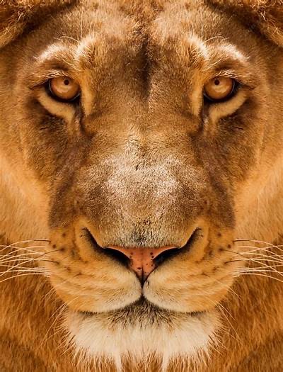 Brook Lions