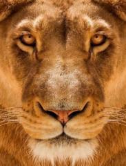 Brook Lions