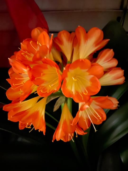 Helga Wieland