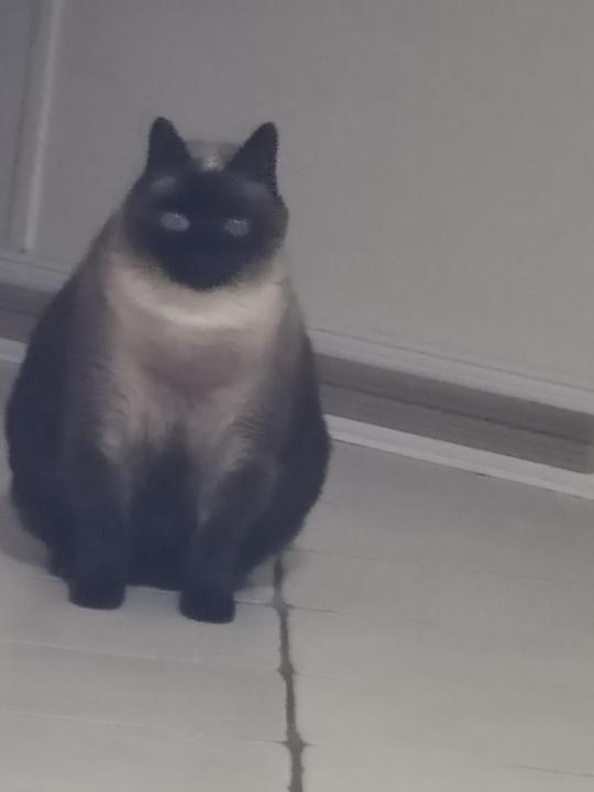 Chikhi Bloca