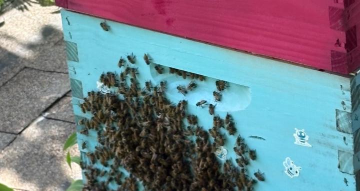 Rooted and Resilient