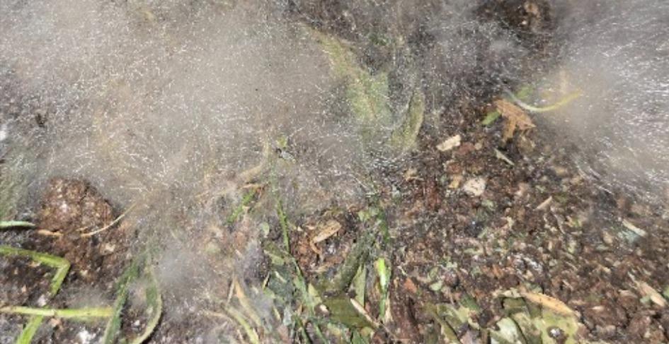 Living Soil Basics - Grundlagen & Mikrobiologie